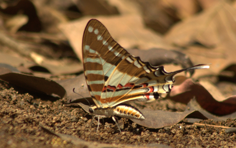 Spot Swordtail